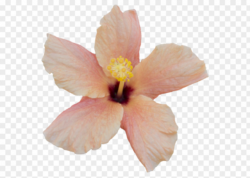 Orange Flower Mallows Hibiscus Clip Art PNG