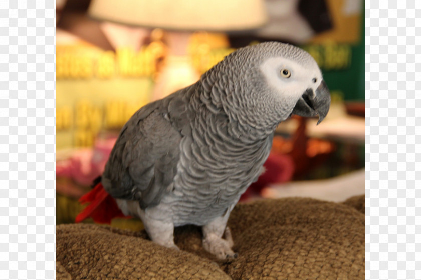 Budgerigar Lovebird Parakeet Pet Beak PNG