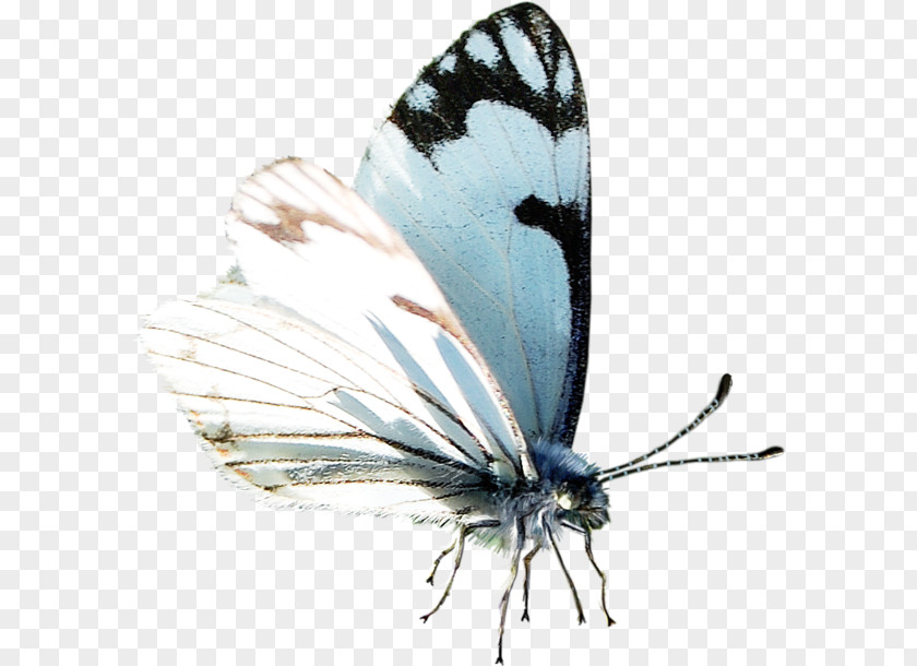 Butterfly Moth Google Images Oyster PNG