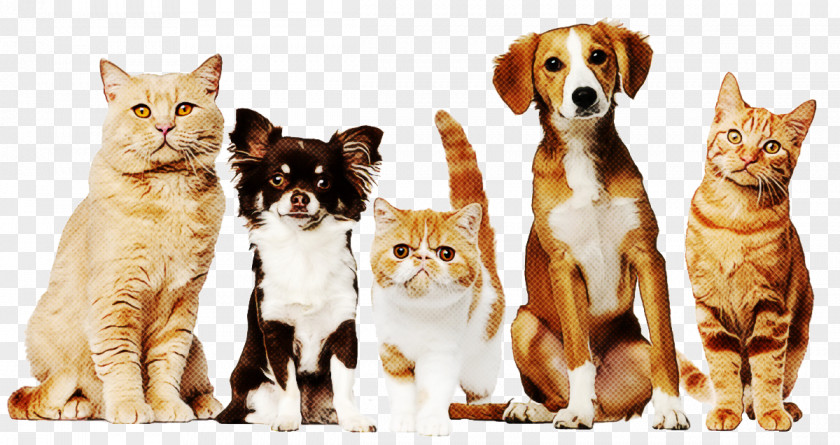 Cat Small To Medium-sized Cats Companion Dog PNG