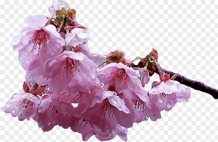 Cherry Blossom Garden Roses Petal ST.AU.150 MIN.V.UNC.NR AD PNG