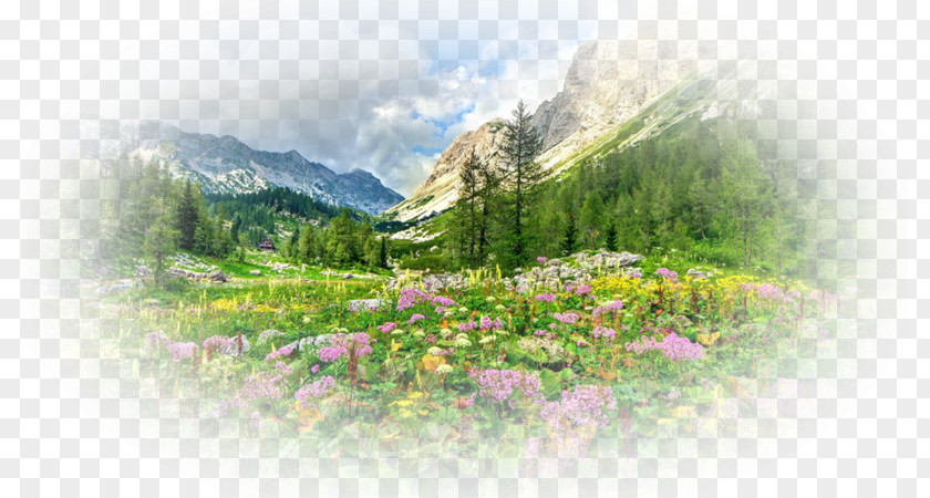 Desktop Wallpaper Nature Story Kazakhstan Flora Yandex PNG