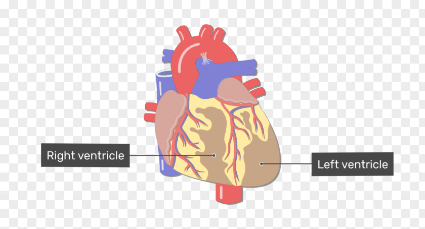 Heart Blood Vessel Great Vessels Circulatory System PNG