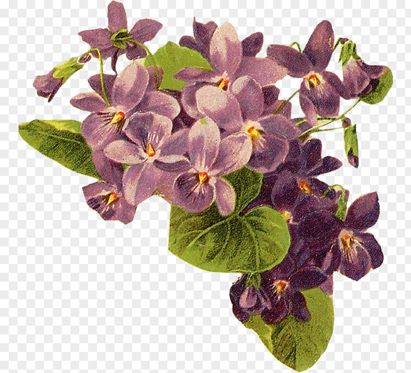 Stary Night Violet Purple Bokmärke Lilac Clip Art PNG