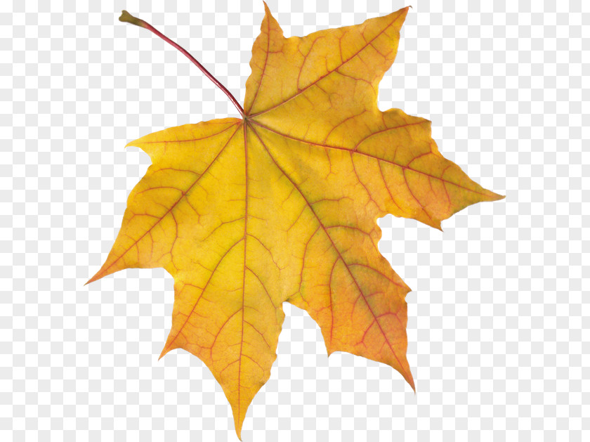 Beech Silver Maple Autumn Leaf Drawing PNG