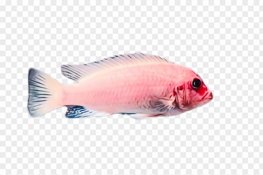 Fish Products Tail Pink Parrotfish Tilapia PNG