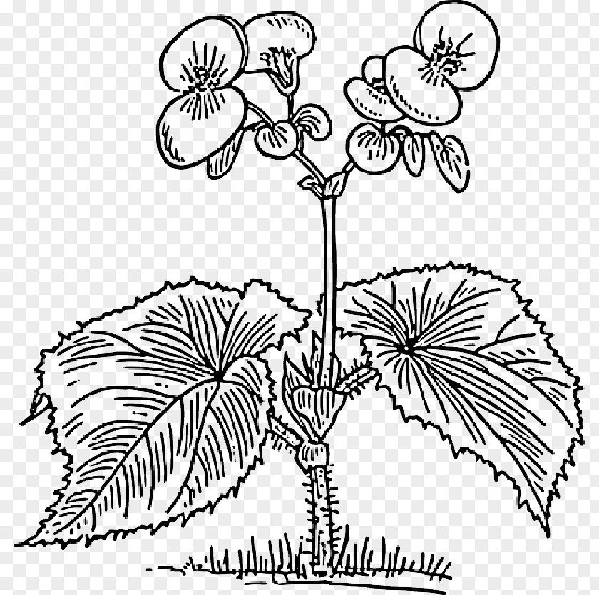 Flower Petal Outline Drawing Clip Art Elatior Begonia Wax PNG