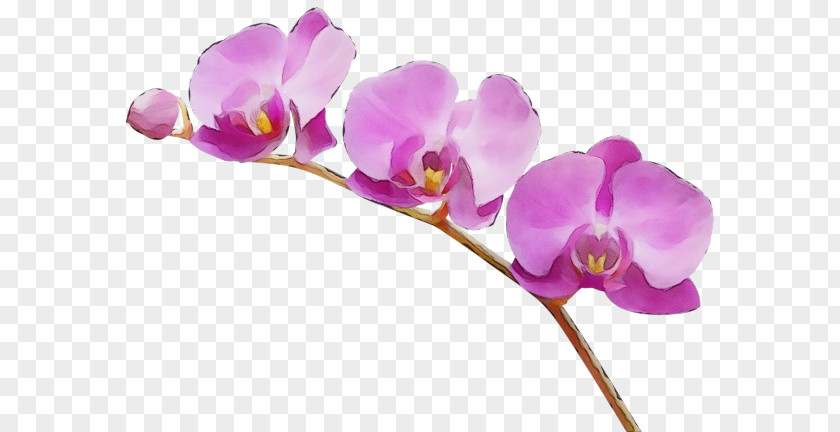 Orchid Pink Flower Flowering Plant Violet Moth Purple PNG