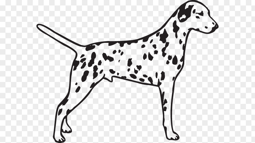 Race Dalmatian Dog Poodle Pug Breed PNG