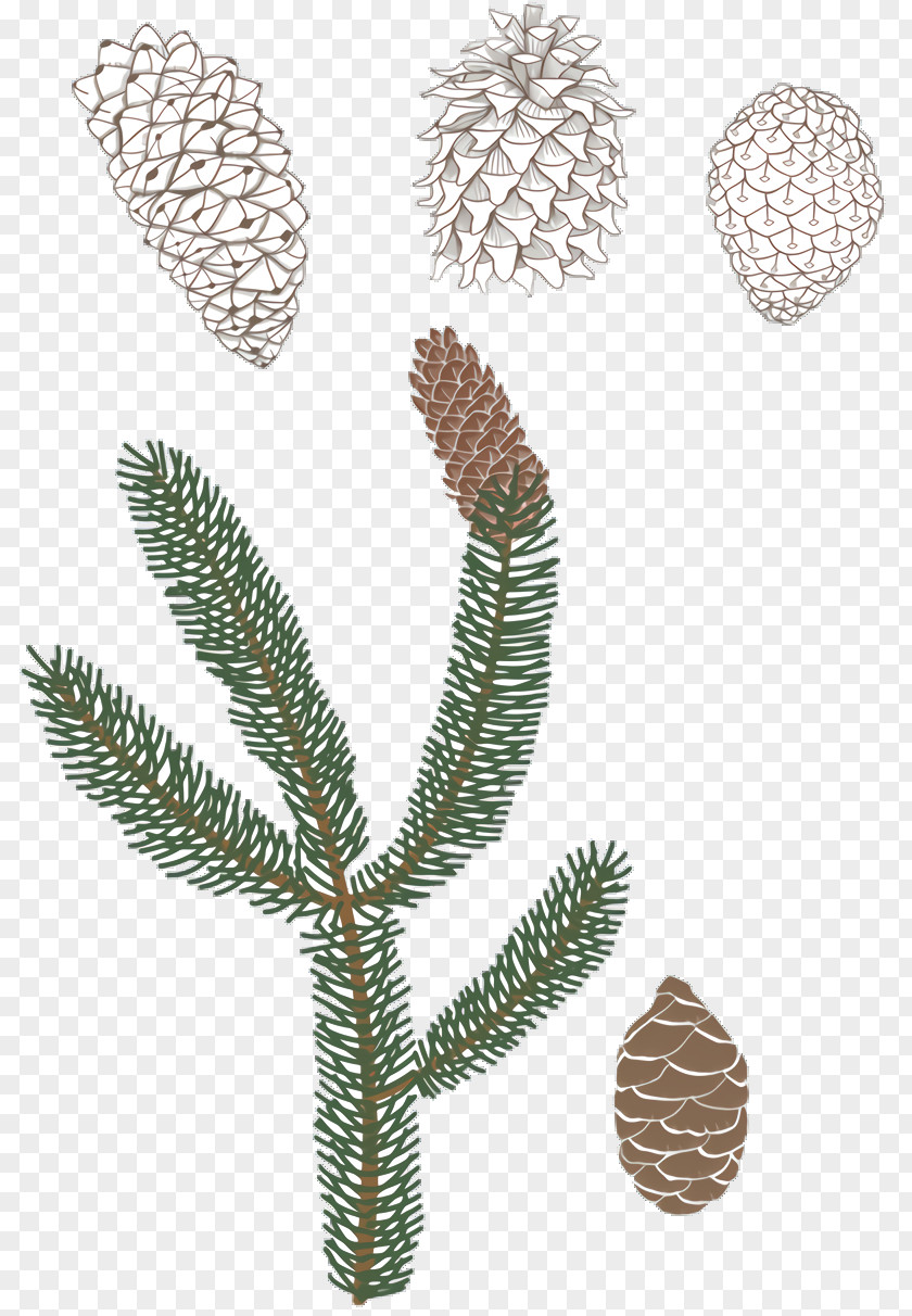 Silvertip Fir American Larch Black And White Flower PNG