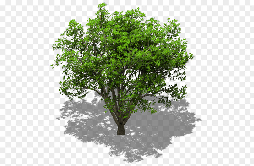Tree Timeline Lindens Maple Oak Stock Photography PNG
