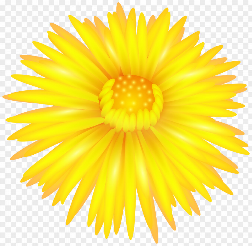 Yellow Flower Transparent Clip Art Southern Hemisphere Northern Autumn Season September Equinox PNG