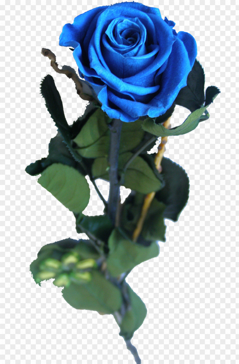 Blue Rose Garden Roses Centifolia Cut Flowers PNG