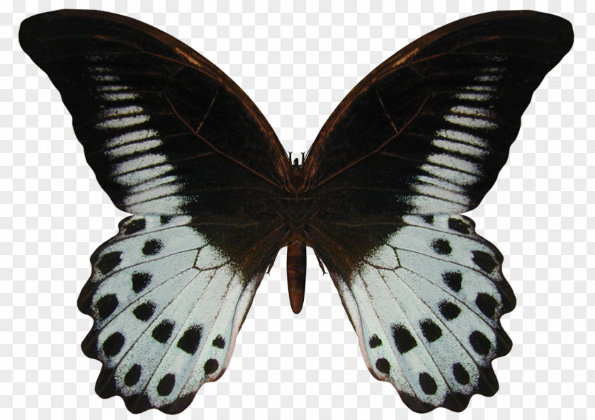 Butterfly Papilio Polymnestor Geranium Bronze Blog PNG