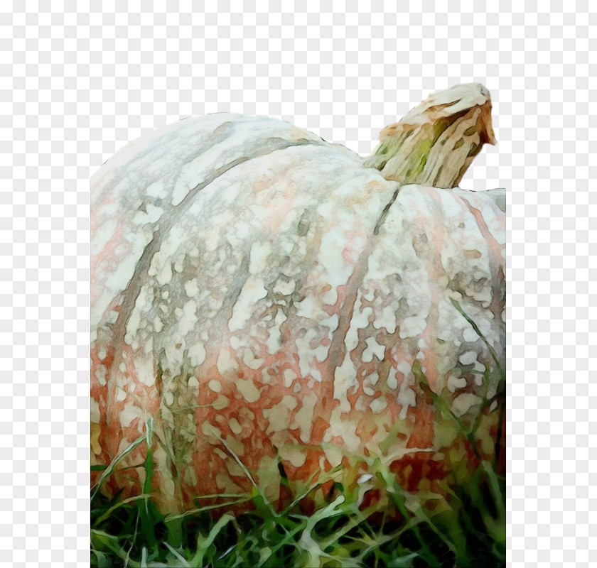 Grasses PNG