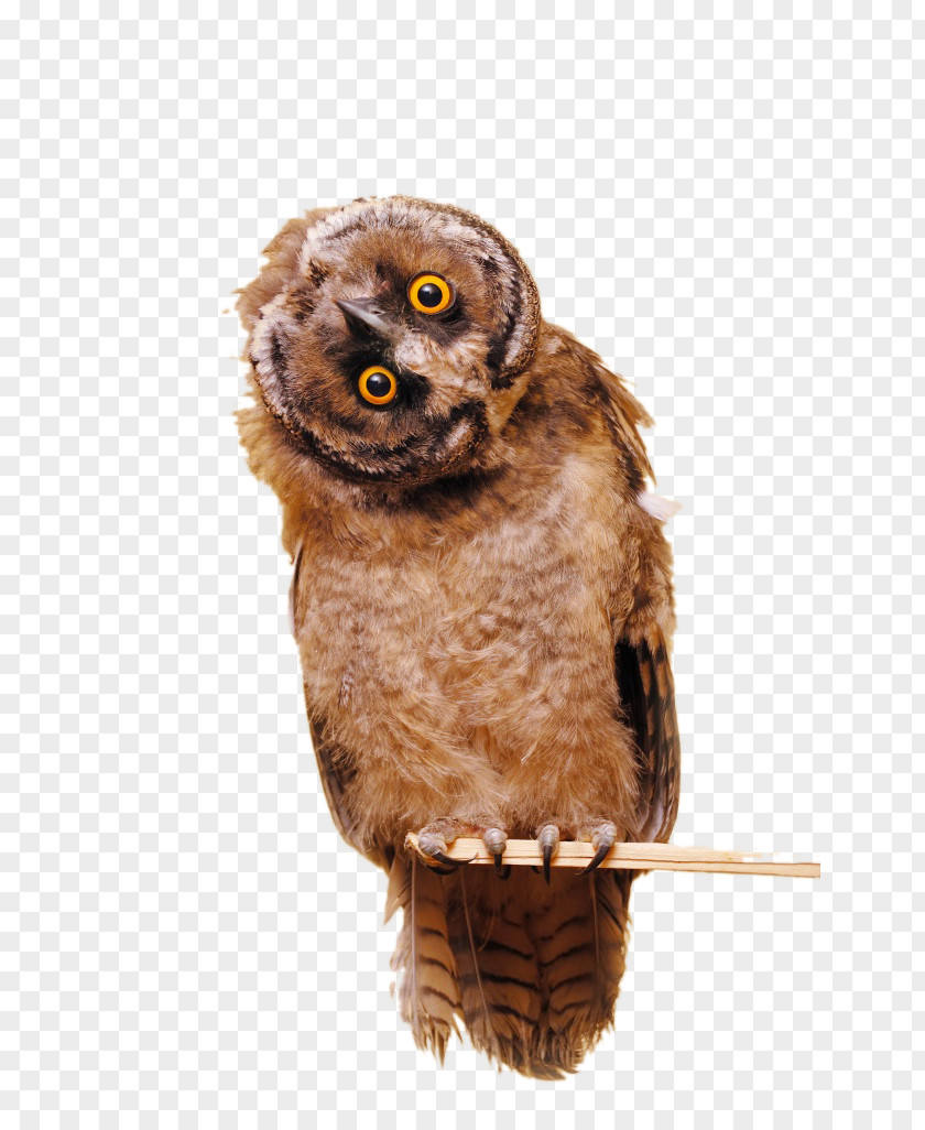 Owl Bird Photography PNG