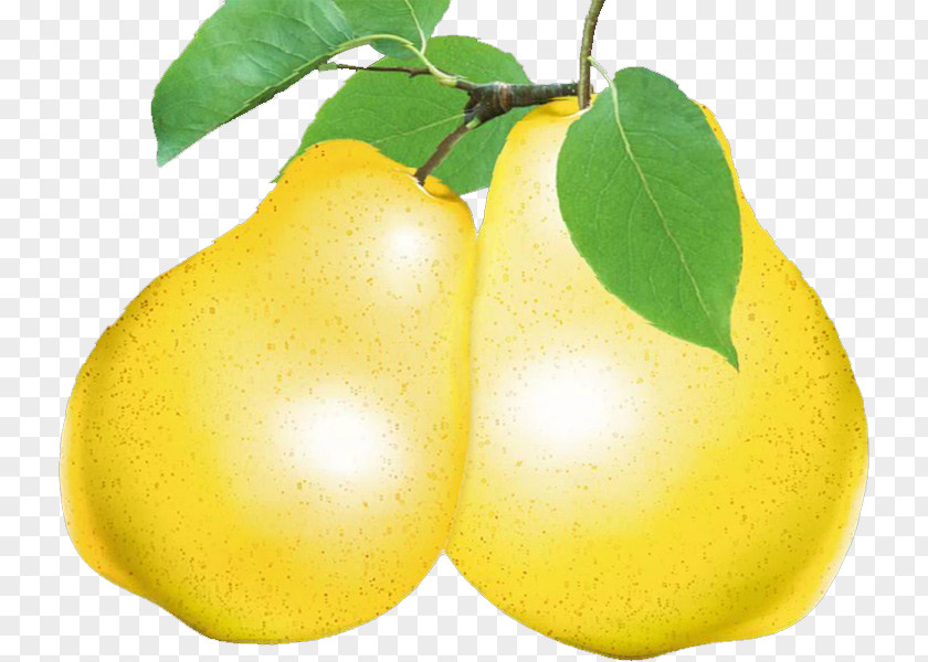 Pear Asian Citron Fruit Food PNG