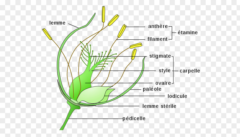 Rice Grains Perianth Flower Pollination Anatomy Ovary PNG