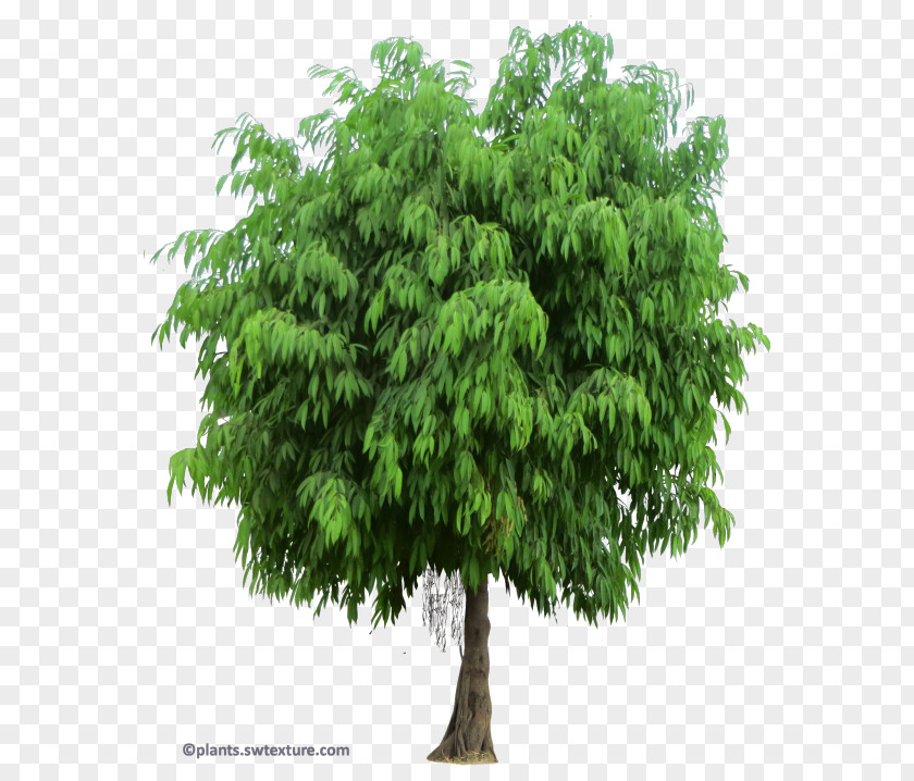 Tree Shrub Branch Fiddle-leaf Fig PNG
