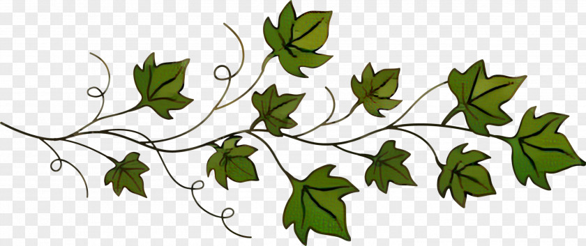 Common Ivy Drawing Vine Vector Graphics PNG