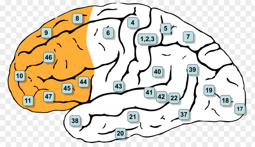 Brain Brodmann Area 8 Prefrontal Cortex Cerebral Frontal Lobe PNG