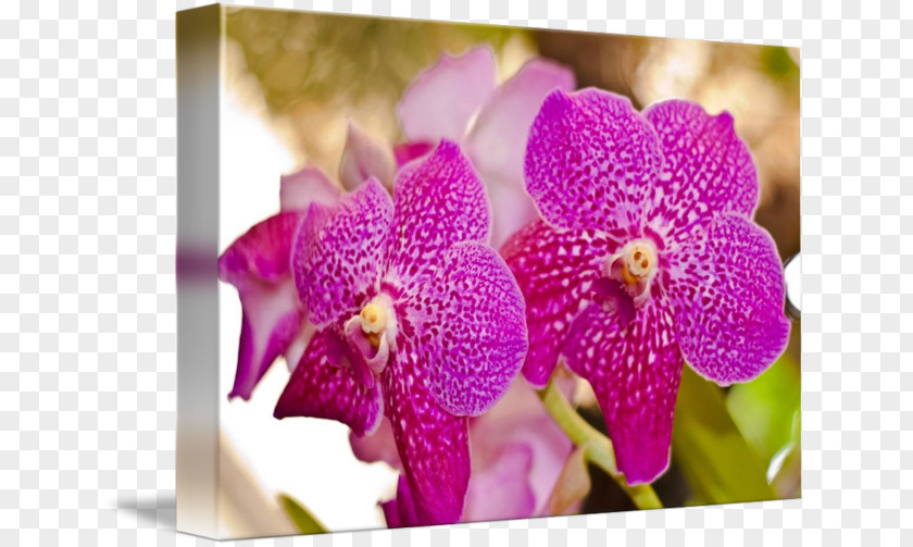 Frame Madeira Moth Orchids Cattleya Dendrobium Pink M PNG