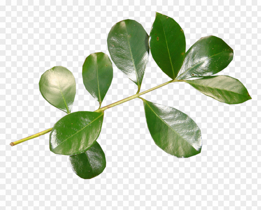 Green Leaves Art Blog Animation Tree Love PNG