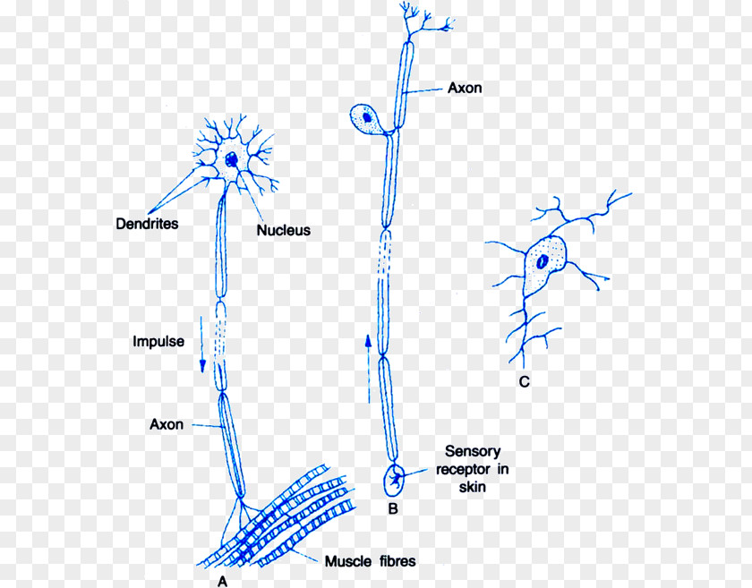 Nervous System Multipolar Neuron Sensory Nerve PNG