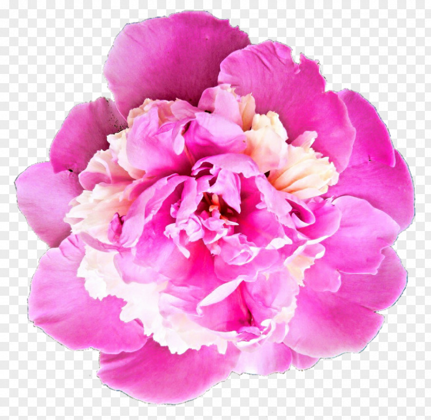 Peony Transparent Image Resolution Clip Art PNG