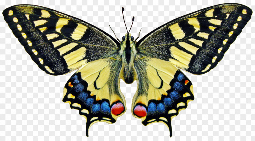 Butterfly World Insect Wing Old Swallowtail PNG