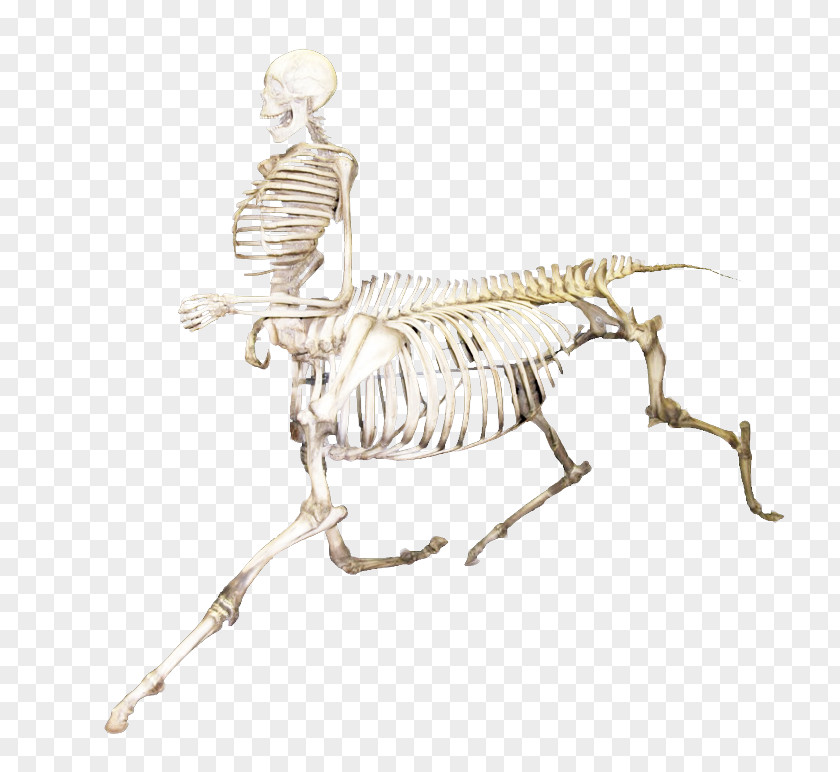 Drawing Animal Figure Mammal Skeleton PNG
