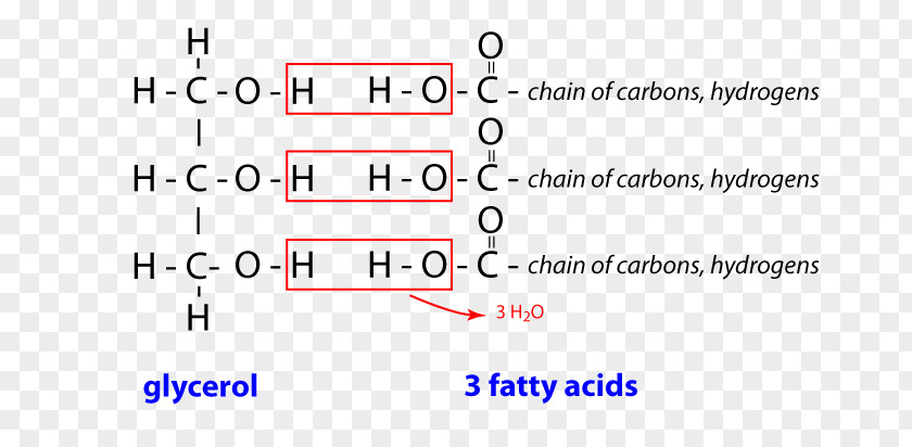 Fatty Acids Document Line Angle Triglyceride Brand PNG