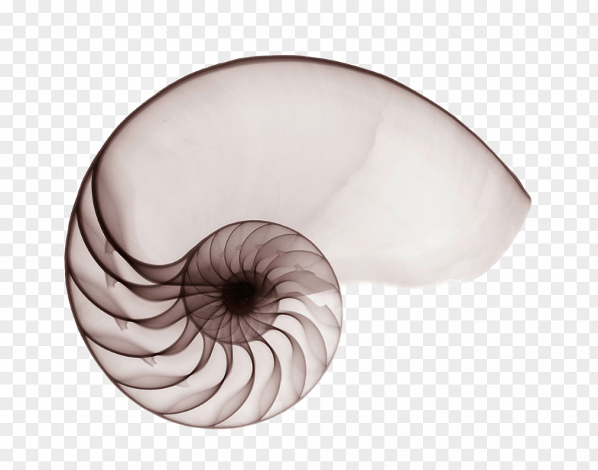 X-ray Nautilidae Seashell Chambered Nautilus Mollusc Shell Spiral PNG