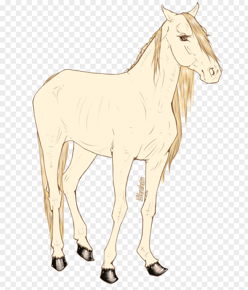 Crayon Wind Mule Foal Stallion Mustang Mare PNG