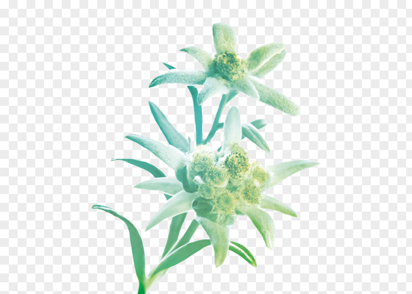 Flower Leontopodium Nivale Petal Plant Symbolism Edelweiss PNG