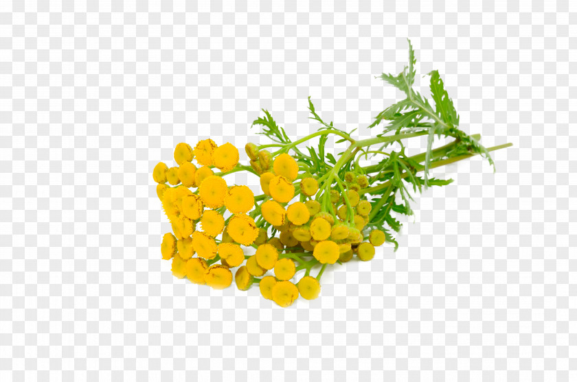 Lime Essential Oil Tansy Fragrance Everlasting Flowers PNG