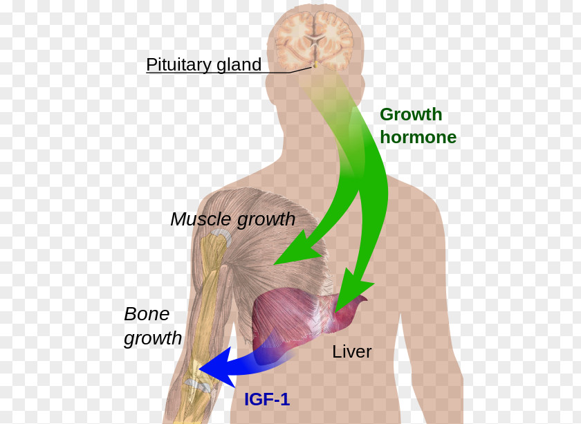 Sweat Gland Tumor Growth Hormone–releasing Hormone Sermorelin Secretion PNG
