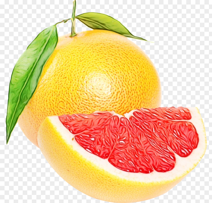 Valencia Orange Citron Lemon Drawing PNG