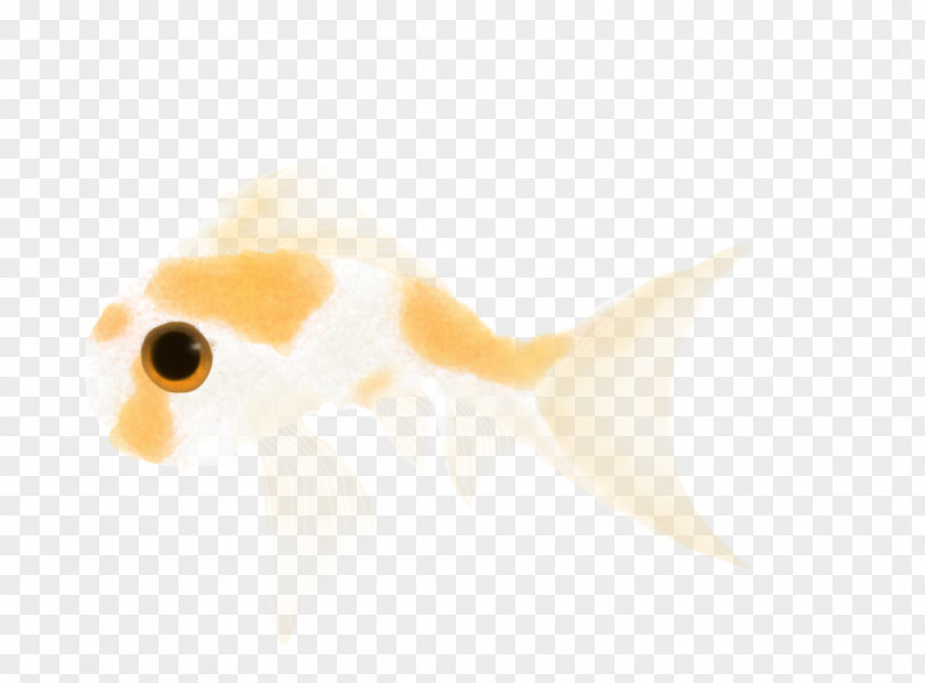Computer Goldfish Desktop Wallpaper Close-up Ear PNG