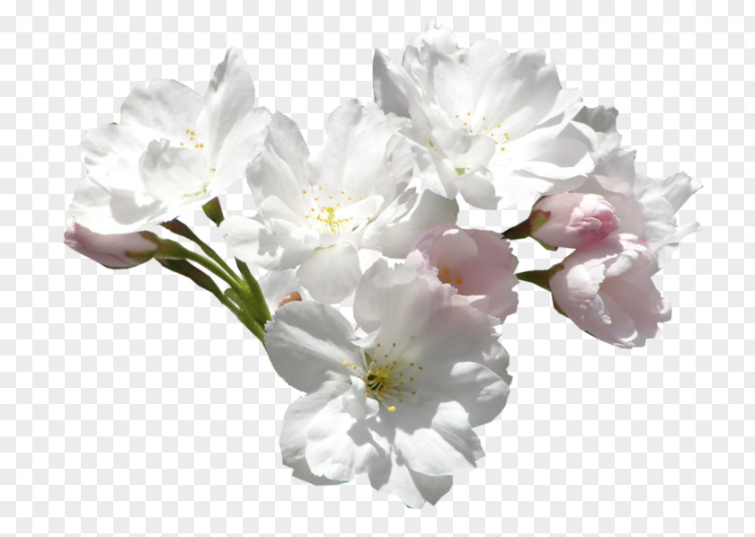 Flower Color White Clip Art PNG