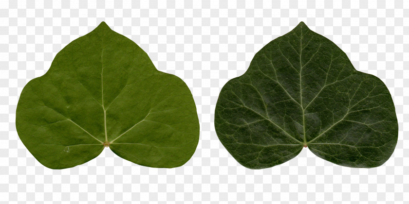 Leafs Common Ivy Leaf Poison Plant PNG