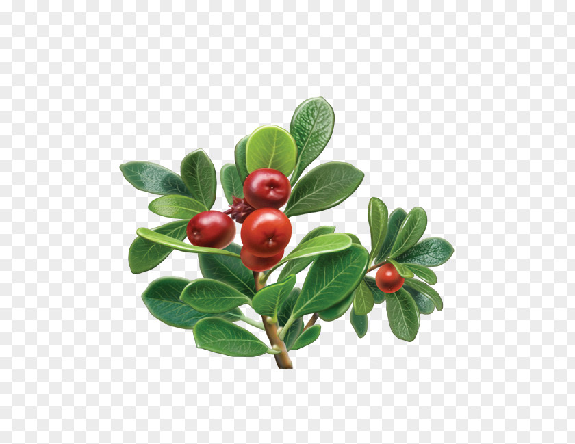 Lingonberry Vitis Idaea Bearberry Tea Herb Alvita Extract PNG