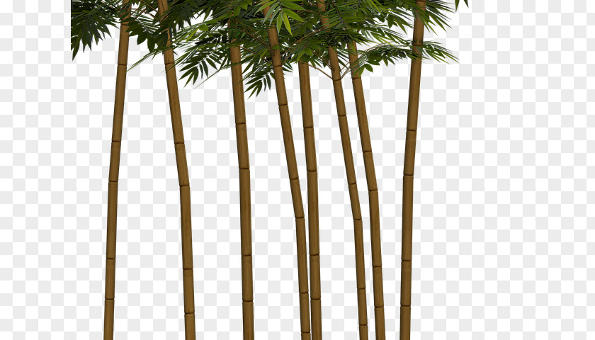 Plant Tropical Woody Bamboos Asian Palmyra Palm Bambu Kuning PNG
