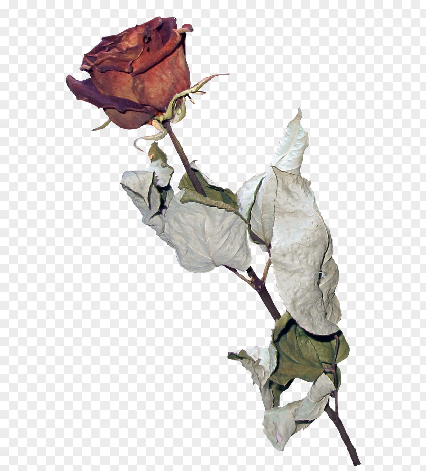 Rose Garden Roses Herbarium Flower PNG