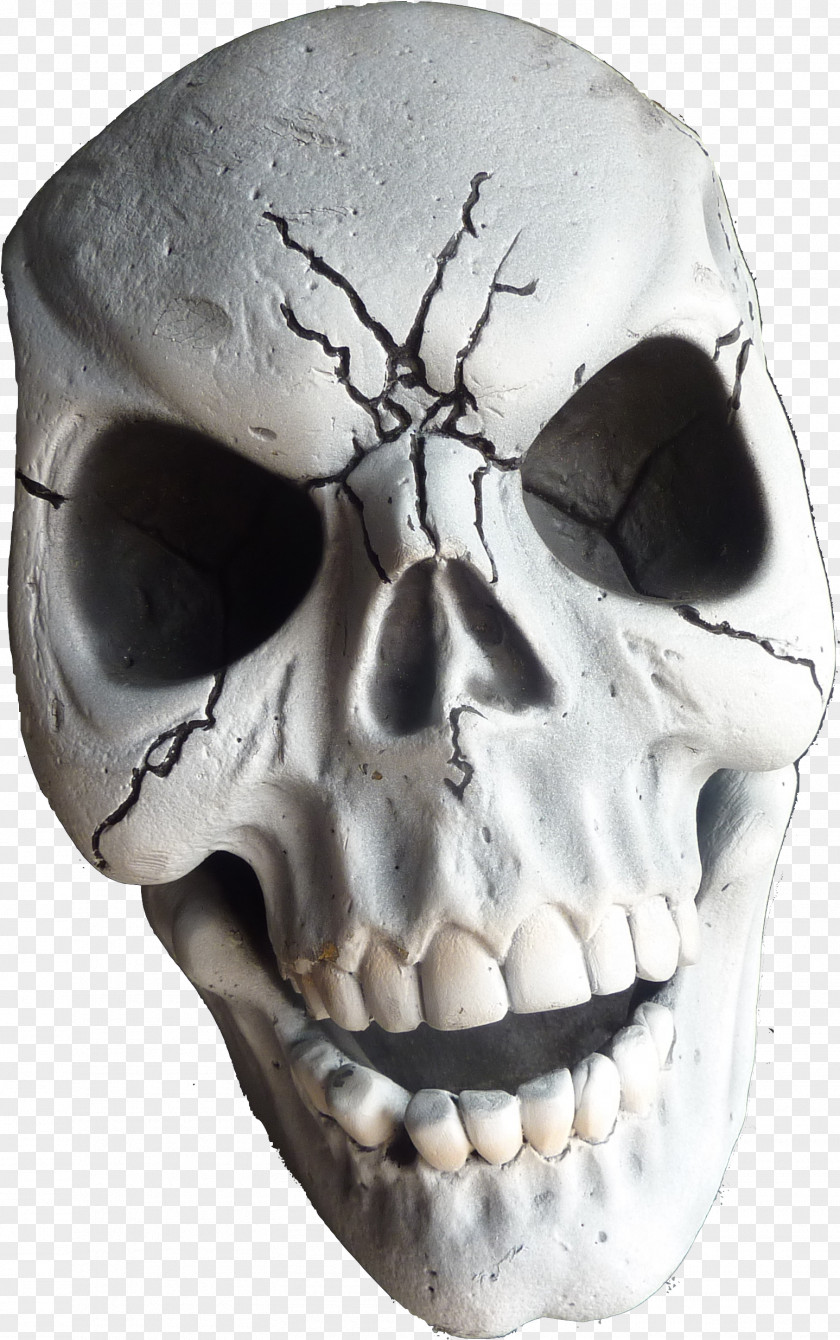 Anthropology Mouth Human Skull Drawing PNG