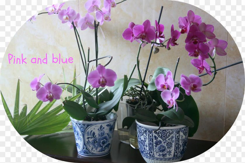 Bine Moth Orchids Flowerpot Herbaceous Plant PNG