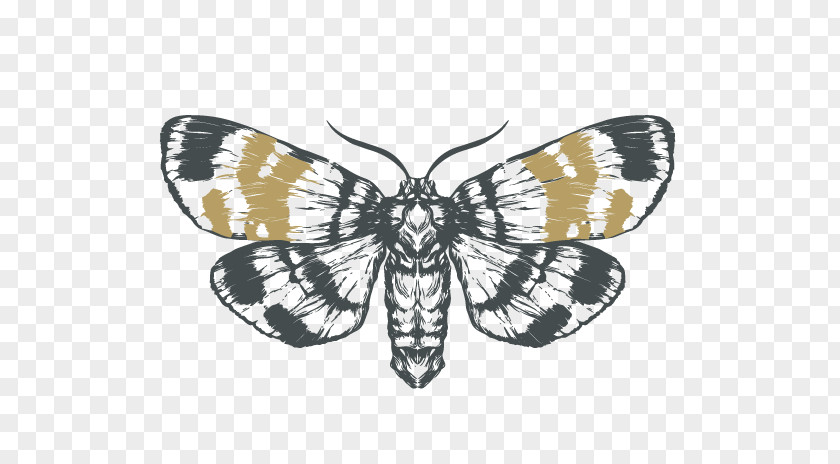 Butterfly Moth Monarch Drawing Sketch PNG