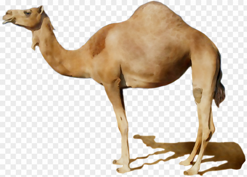 Clip Art Desktop Wallpaper Bumper Sticker Camel PNG