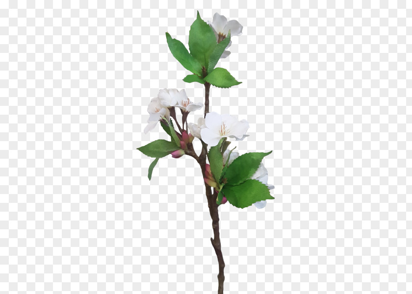 Leaf Twig Flowerpot Cut Flowers Plant Stem Houseplant PNG