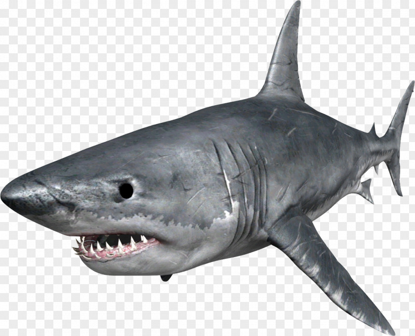 Sharks Hungry Shark Evolution Great White Clip Art PNG